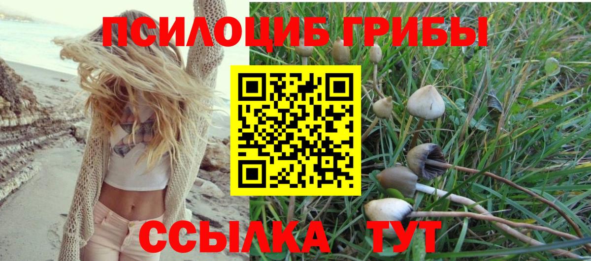 Галлюциногенные грибы Psilocybine cubensis Белорецк